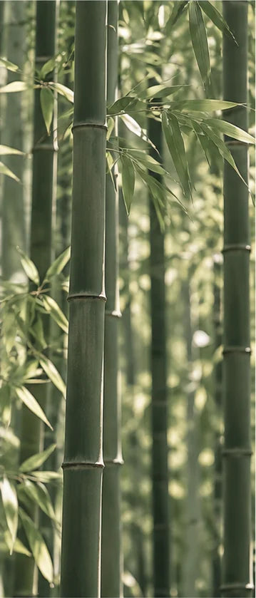 Bamboo forest in soft daylight